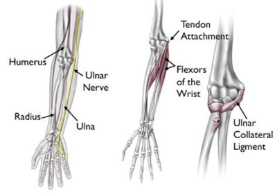 Dirsek anatomisi 