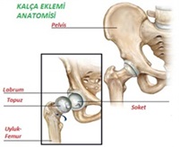 kalça kireçlenmesi