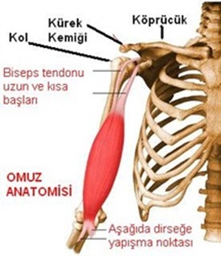 omuzşişmesi