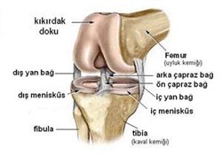 Ön Çapraz Bağ Yırtıklarında; Ameliyat Şart mı?