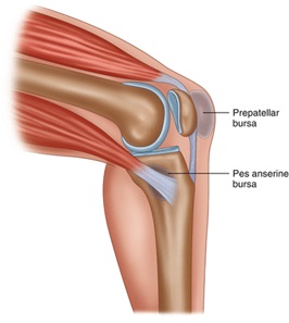 Pes anserin 