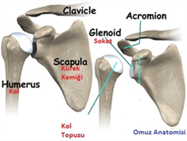 omuzçıkığı