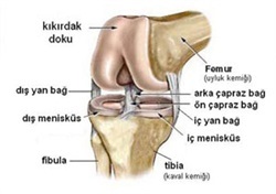 dizyaralanmaları