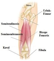 Hamstring Kas Gerilmesi