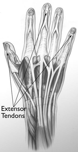 Mallet Finger Mallet Finger