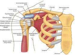 omuztravma