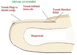 tırnakbatması